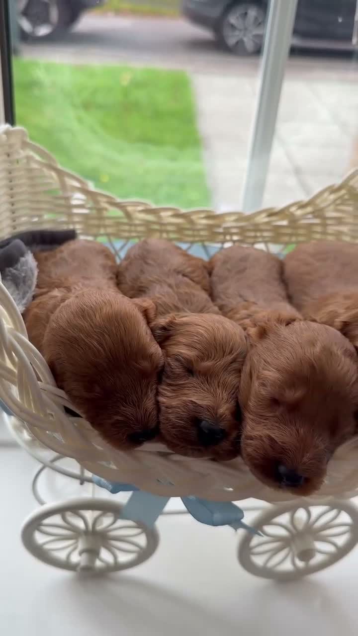 Cockapoo dogs for sale: beautiful f1 cockapoo’s - Video 2