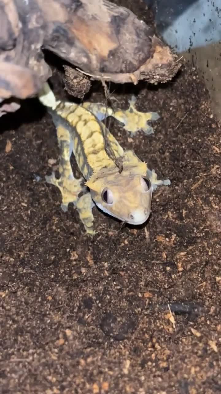Gecko reptiles for sale: Crested gecko  - Video 1