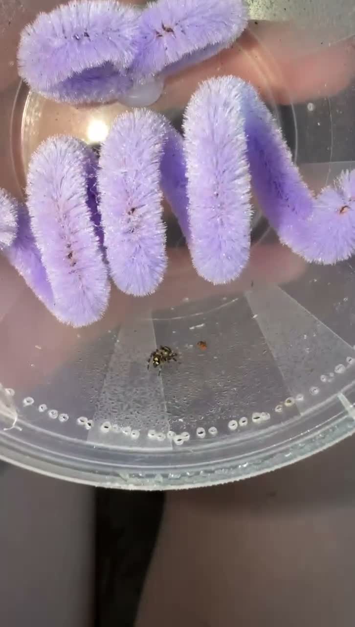 Spiders invertebrates for sale: Baby jumping spiders! in Rochdale - Video 1