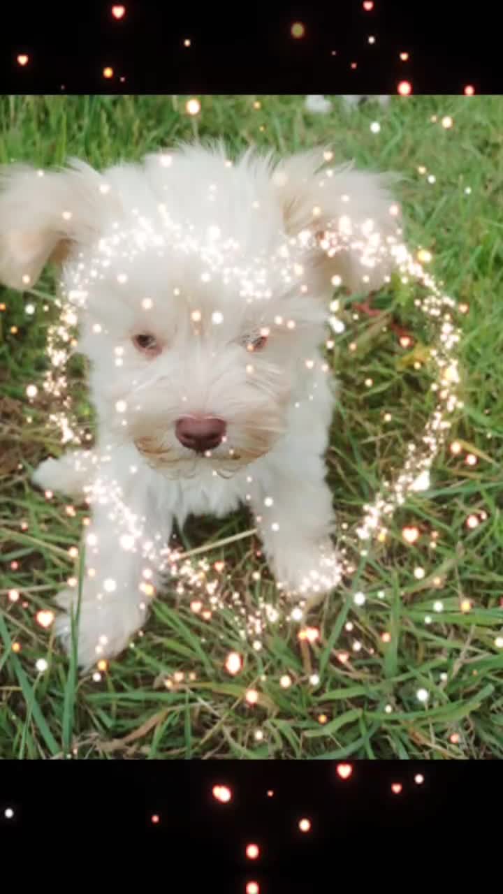 Miniature Schnauzer dogs for sale: *REDUCED*Gorgeous mini schnauzers  - Video 2