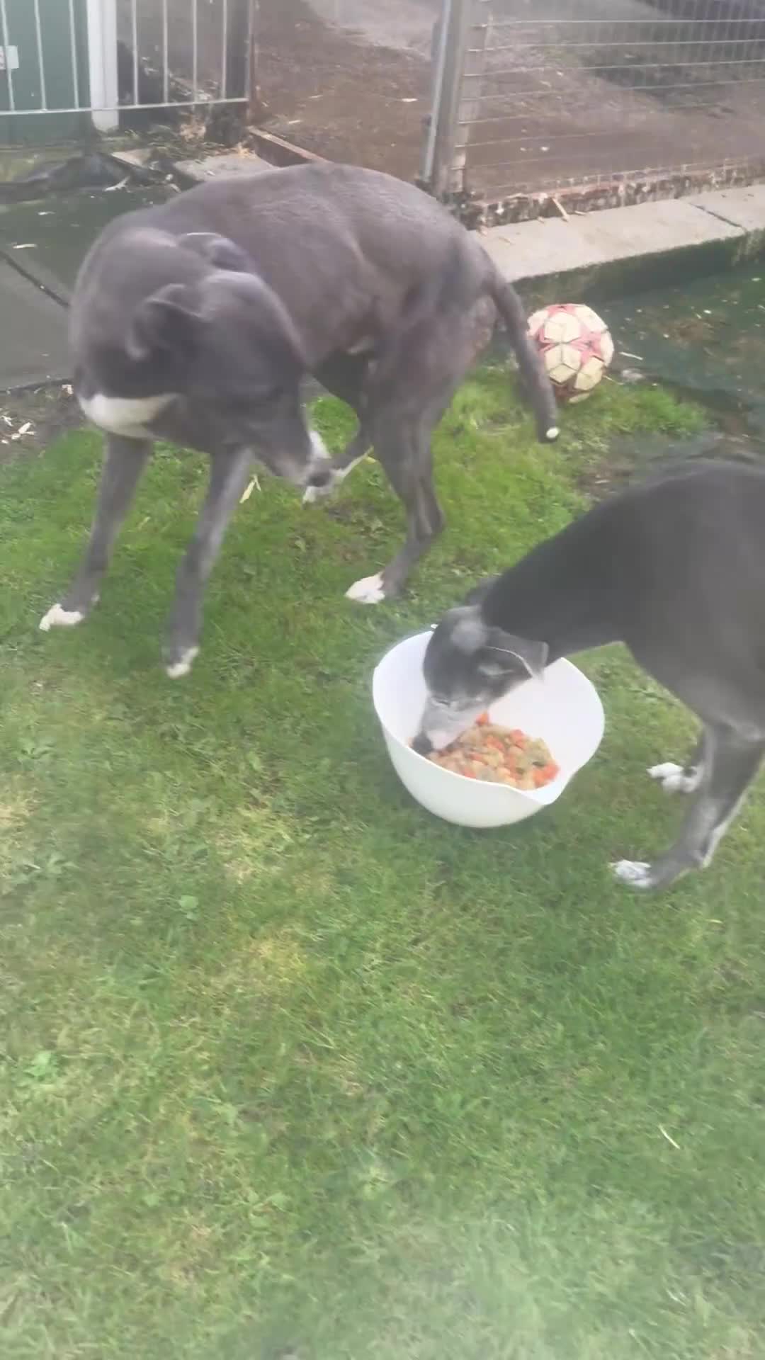 Lurcher dogs for sale: Lurches for sale  - Video 1
