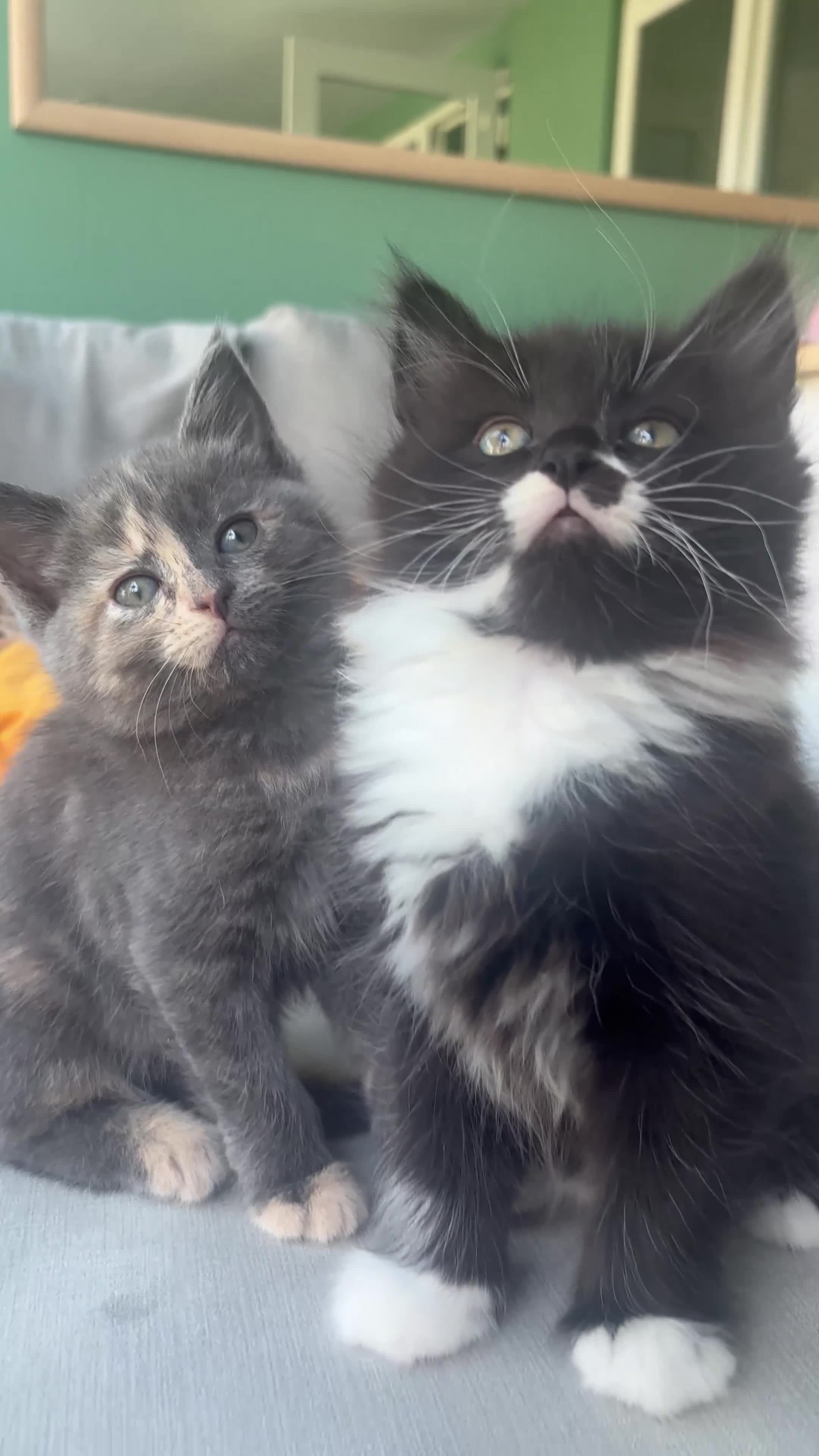 Mixed Breed cats for sale: Gorgeous kittens looking for their forever homes - Video 2