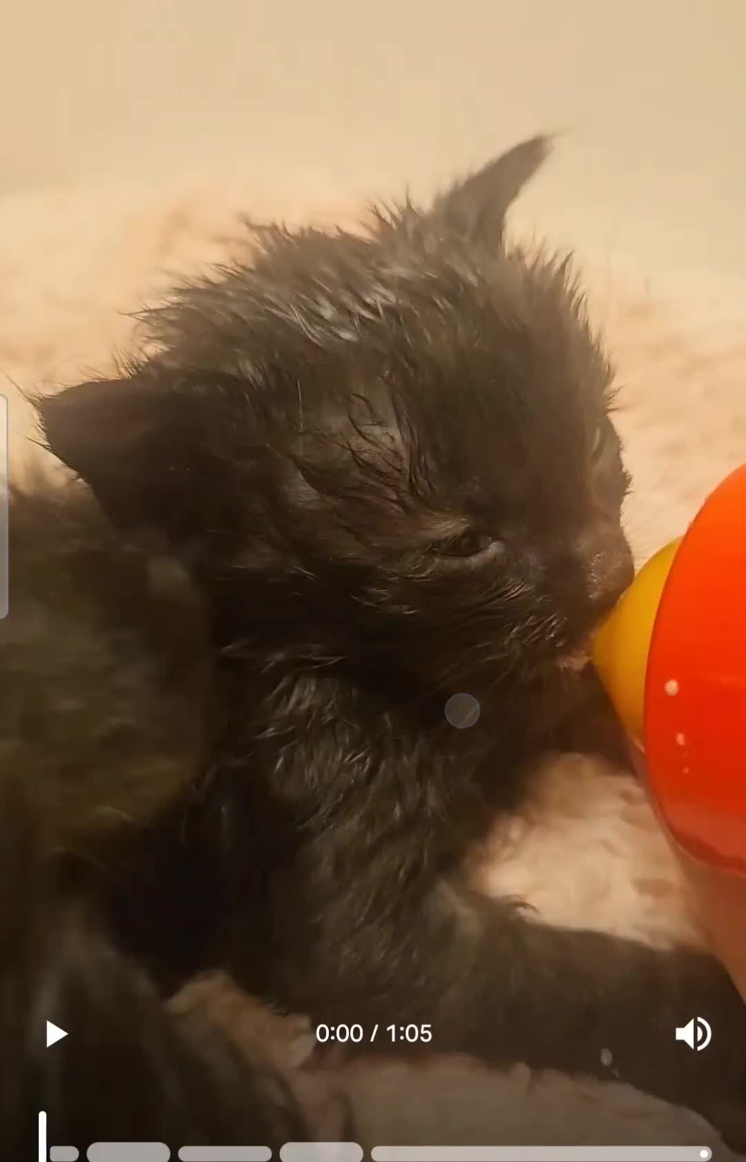 Mixed Breed cats for sale: ​🐾 Precious Bottle-Fed & Hand-Raised Kittens ❣️ - Video 3