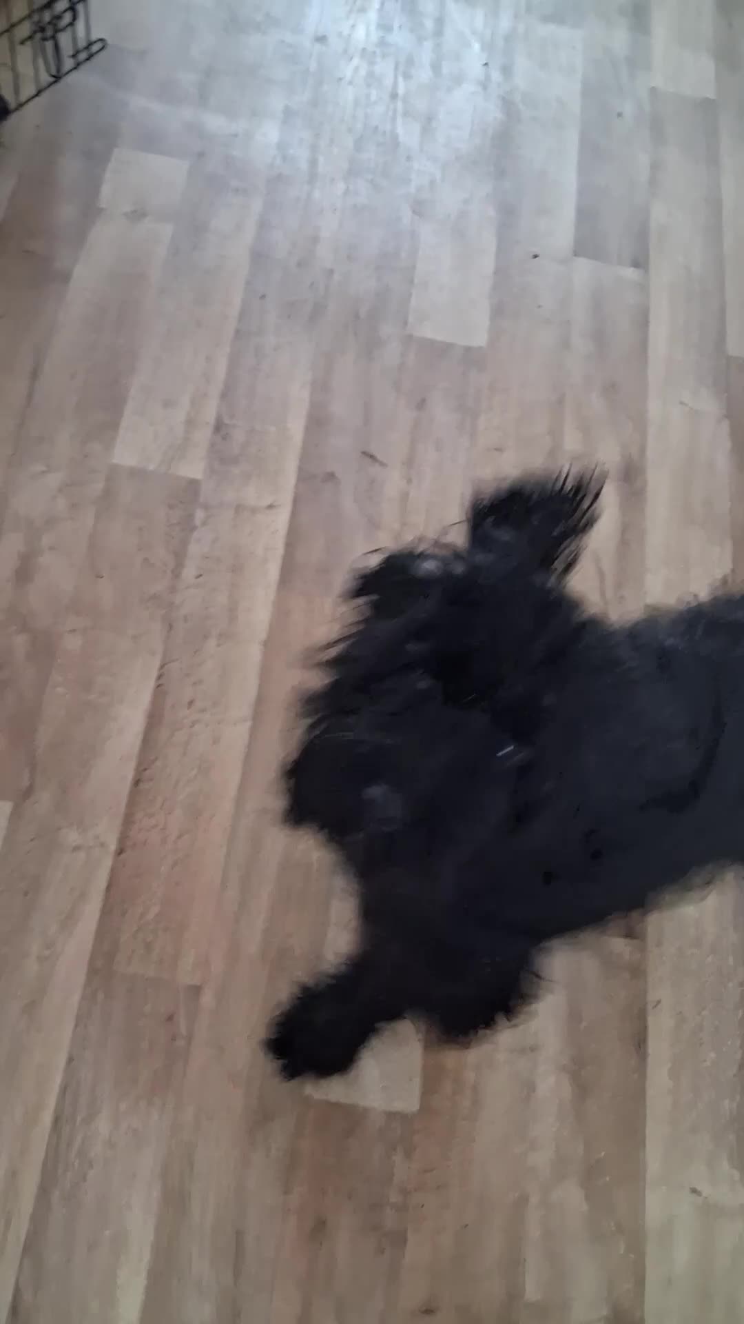 Cockapoo dogs for sale: Teddy B. 1 Year old Cockapoo (Fully Trained) in Halifax - Video 1