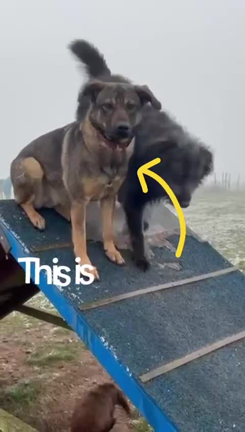 Mixed Breed dogs for adoption: Luna was stood up.... in Kidderminster - Video 2