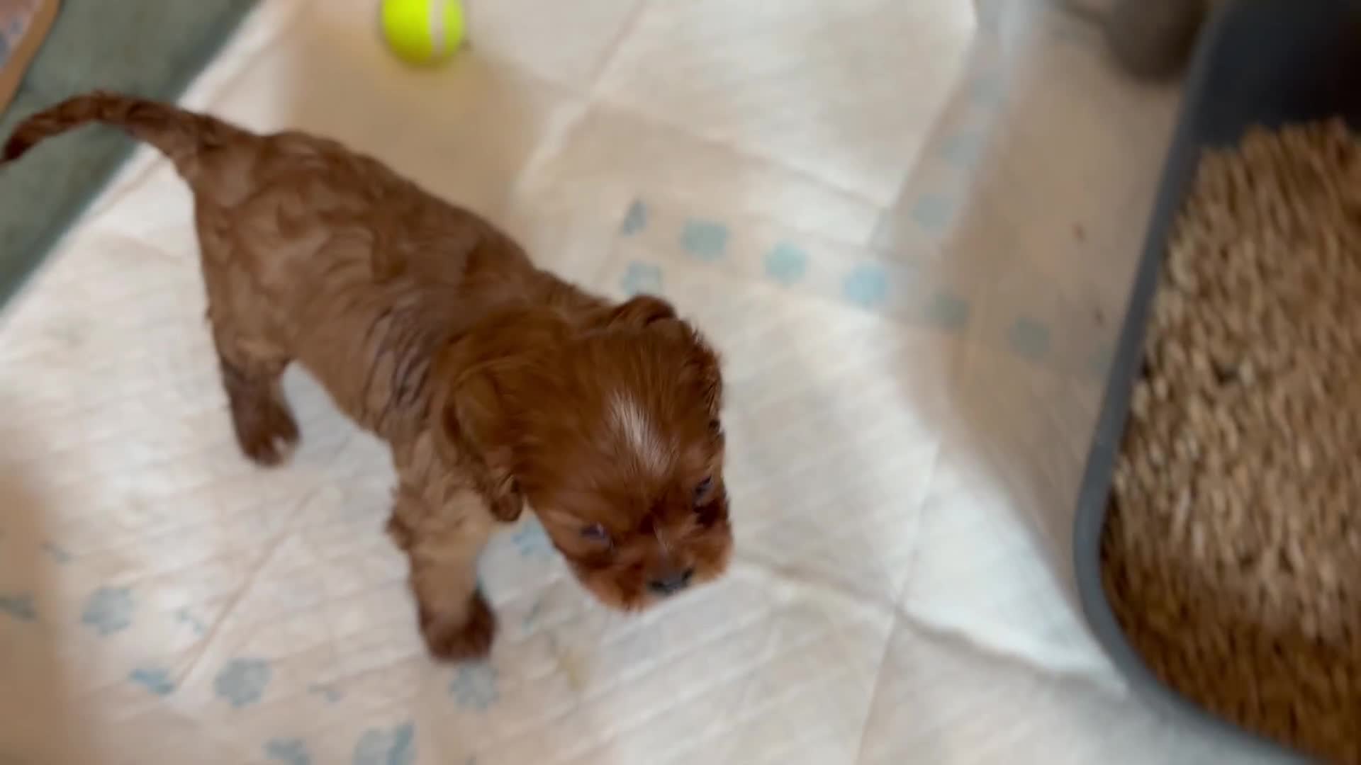 Cavalier King Charles Spaniel dogs for sale: KC reg 🍫parents/Eyes/heart&health certs - Video 4