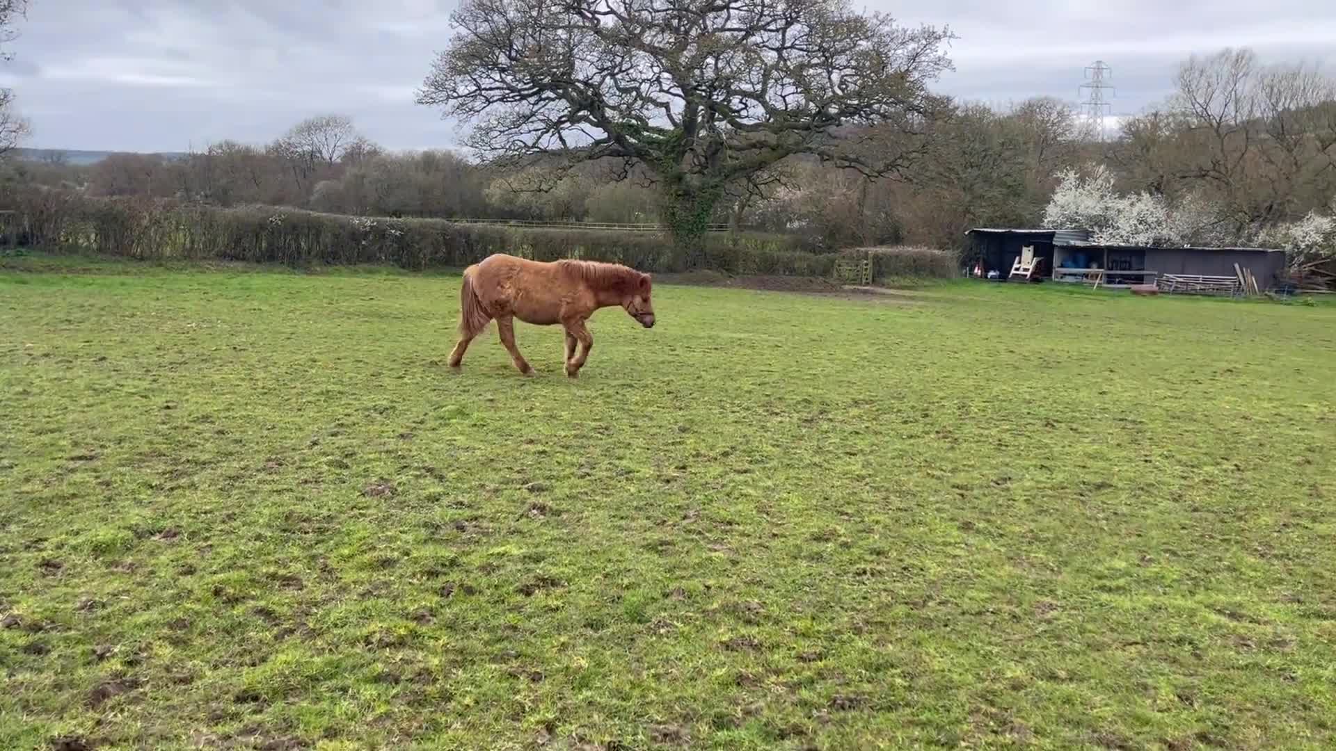 Dartmoor horses for sale: Dartmoor Hill Pony Filly yearling Red Dun in Yeovil - Video 1