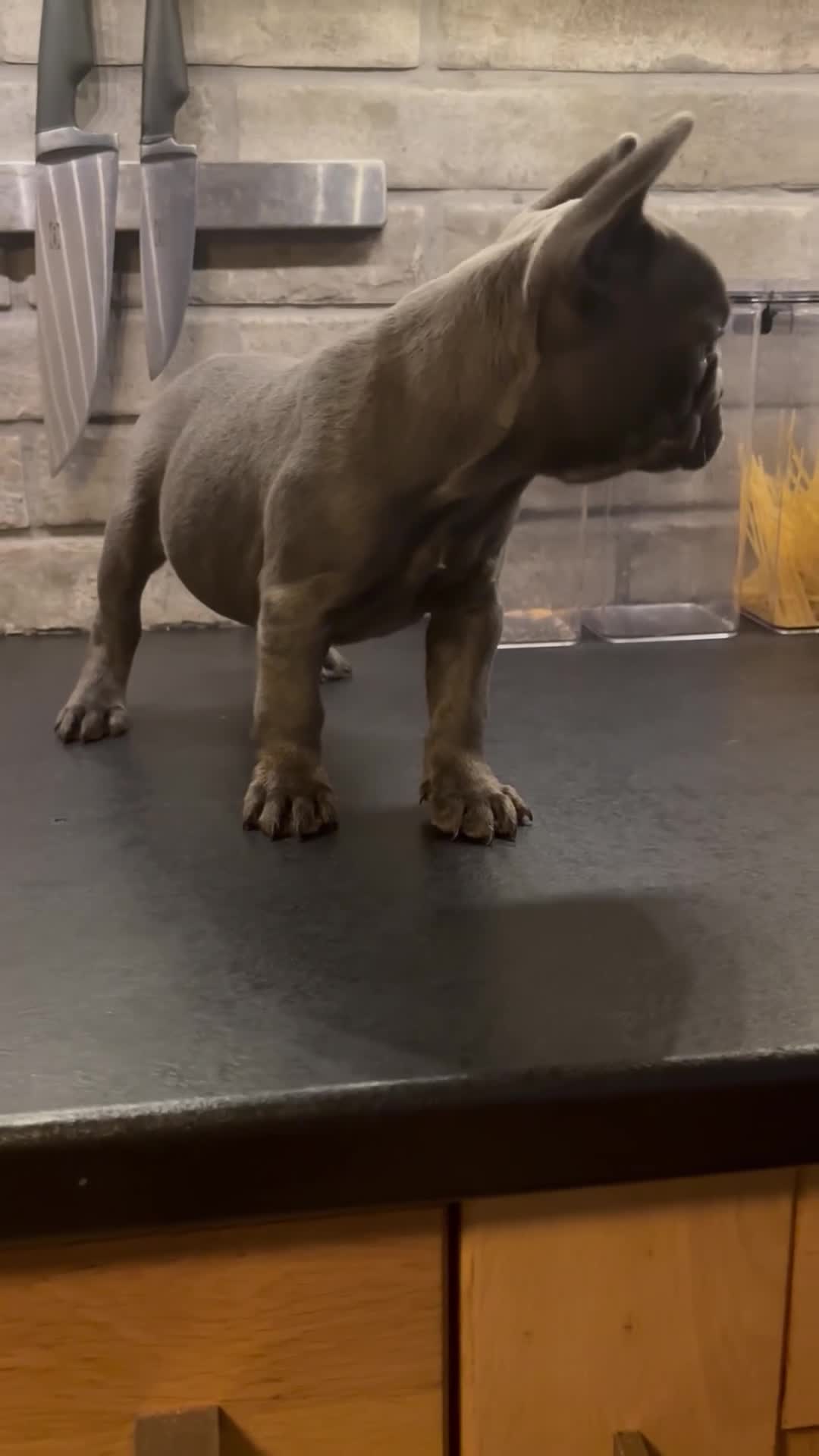 French Bulldog dogs for sale: French bulldogs puppies  - Video 4