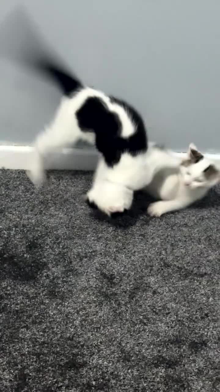 Mixed Breed cats for sale: Kittens for sale - Video 2