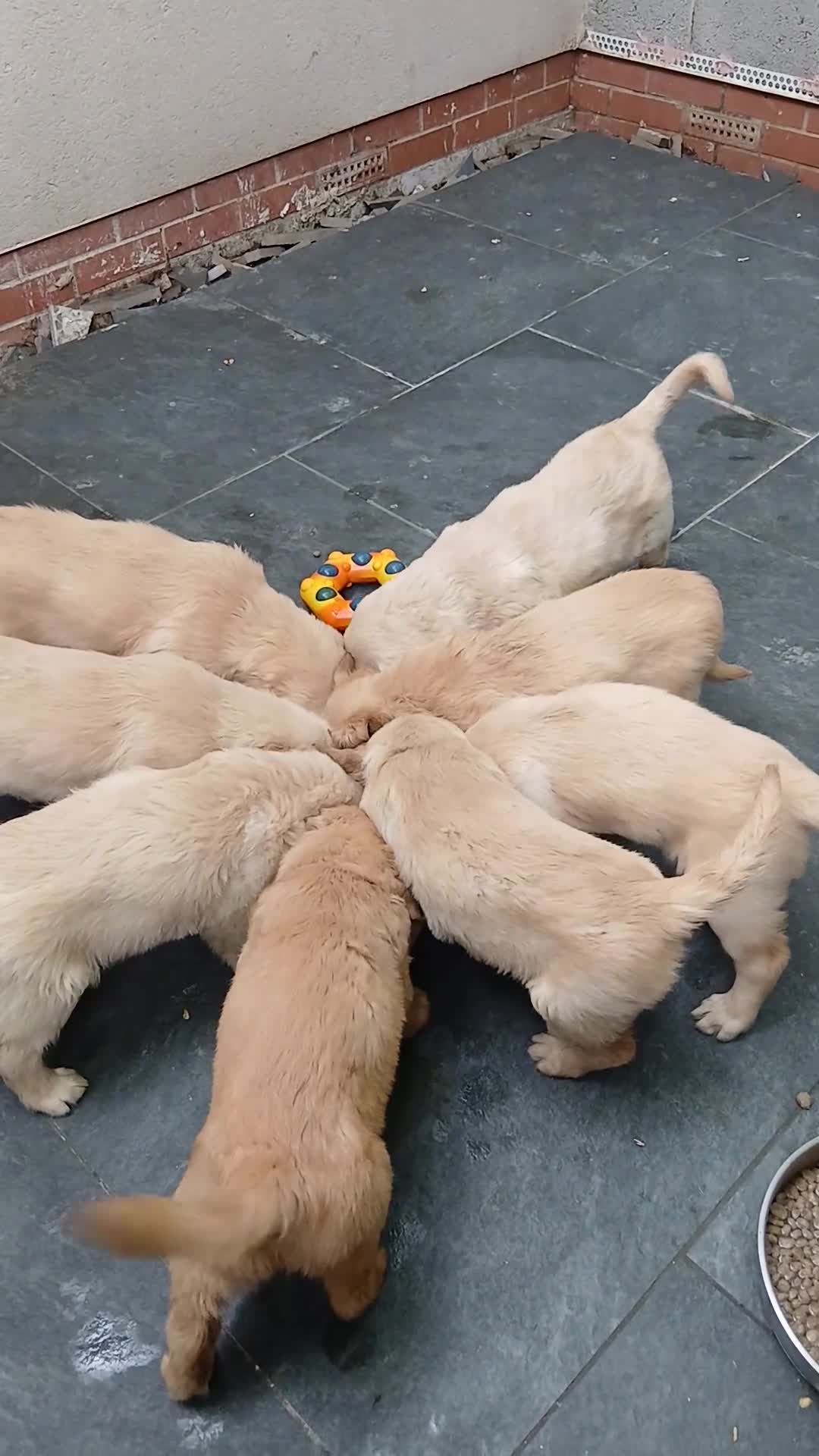 Golden Retriever dogs for sale: Beautiful true gold golden retrievers  - Video 1
