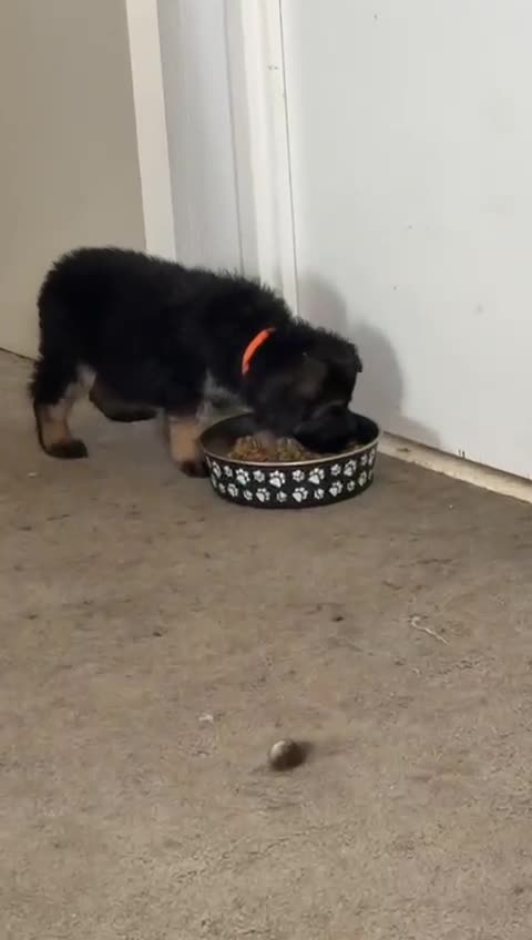 German Shepherd dogs for sale: German shepherd  - Video 1