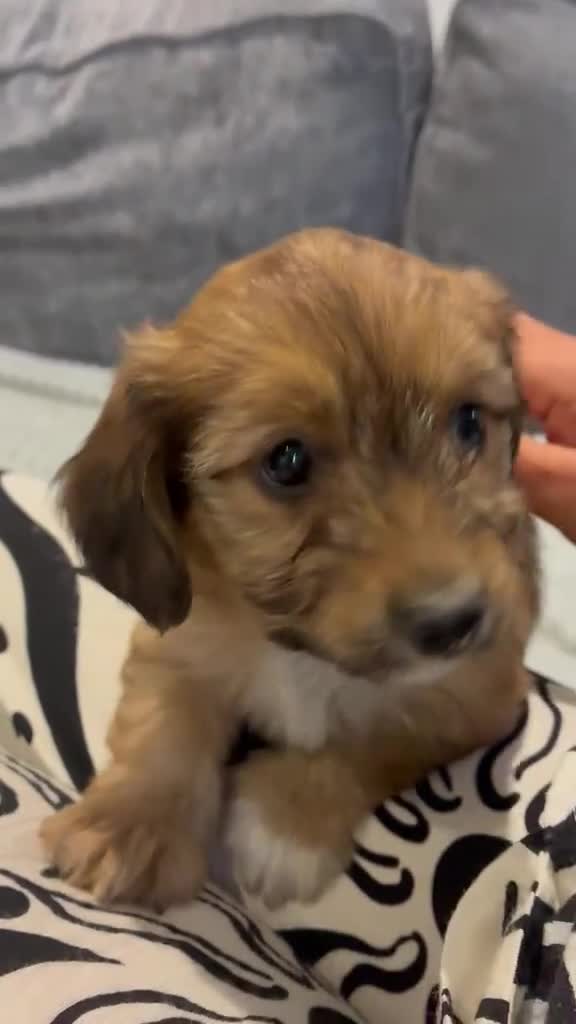 Dachshund dogs for sale: KC REG long haired miniature dachshund - Video 5