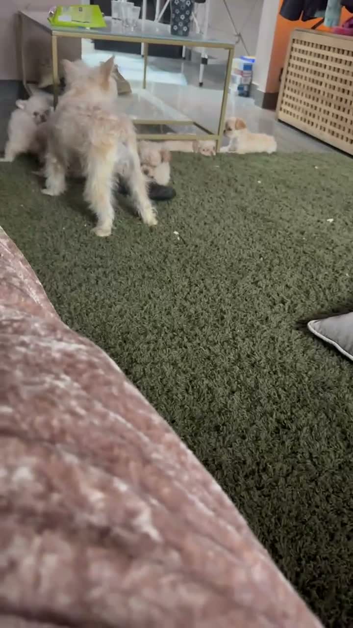 French Bulldog dogs for sale: Teddy bear Floodle pups  in Manchester - Video 3