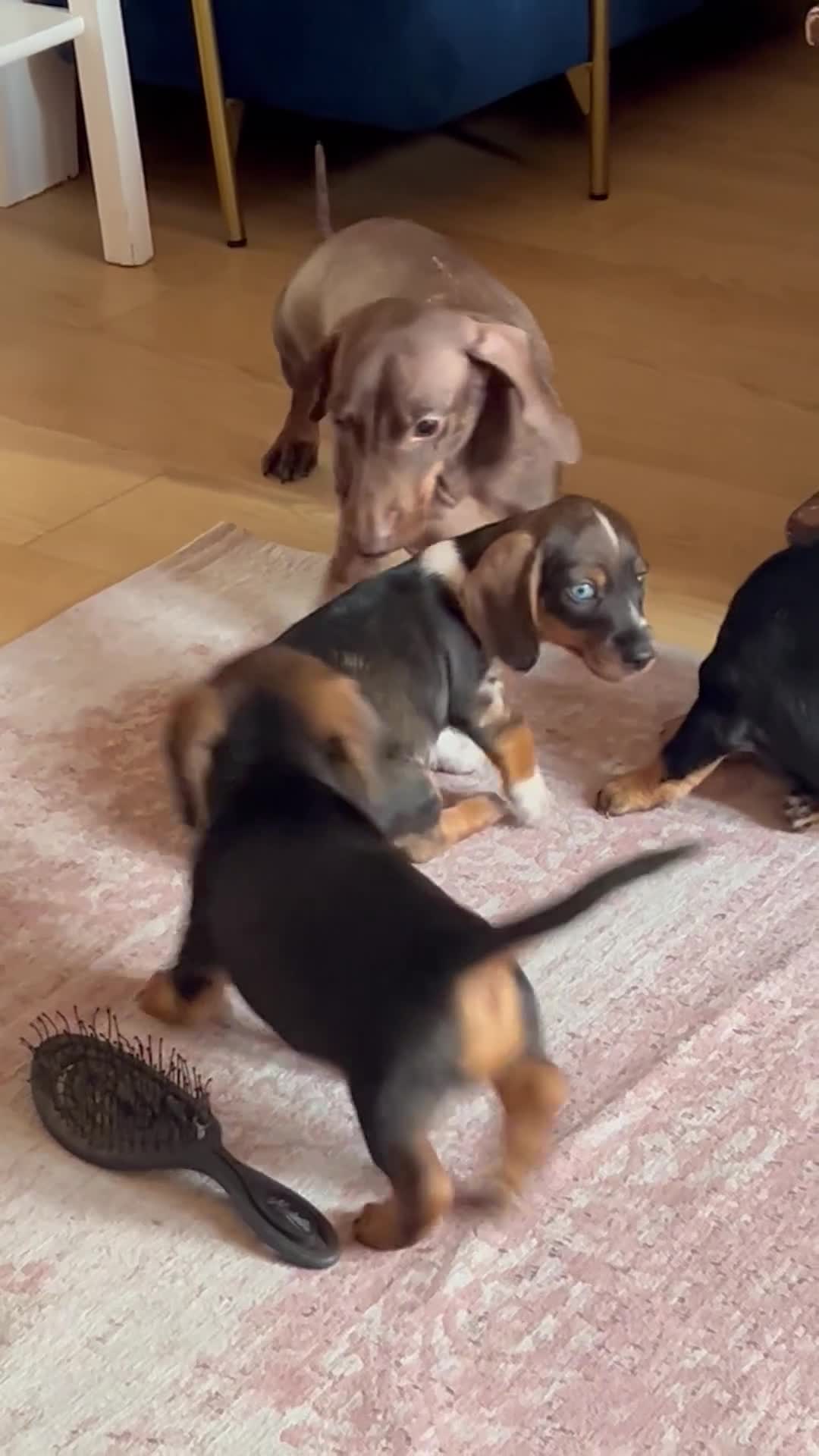 Miniature Dachshund dogs for sale: *1 boy remaining* black and tan Mini Dachshund  - Video 3