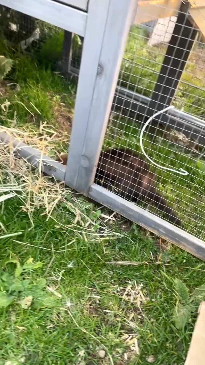 Ferret rodents for sale: Female kits for sale  - Video 4