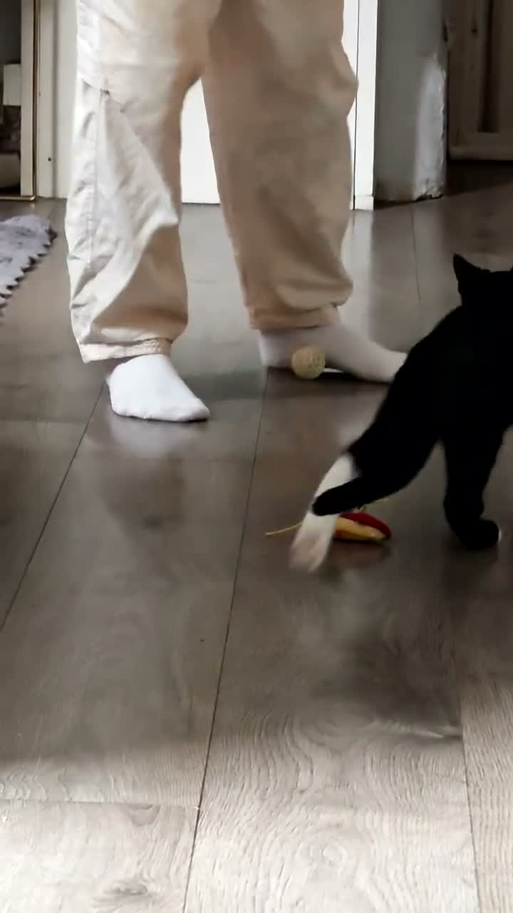 Mixed Breed cats for sale: Beautiful 5 months male cat looking for  home  - Video 1