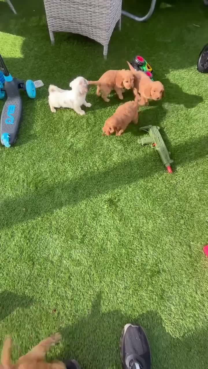 Cockapoo dogs for sale: Cockerpoo  in Cranleigh - Video 1