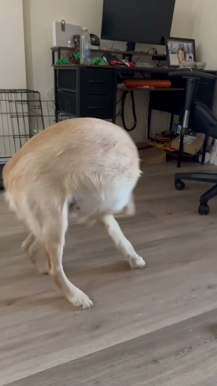 Golden Retriever dogs for sale: 7 month old golden retriever  - Video 1