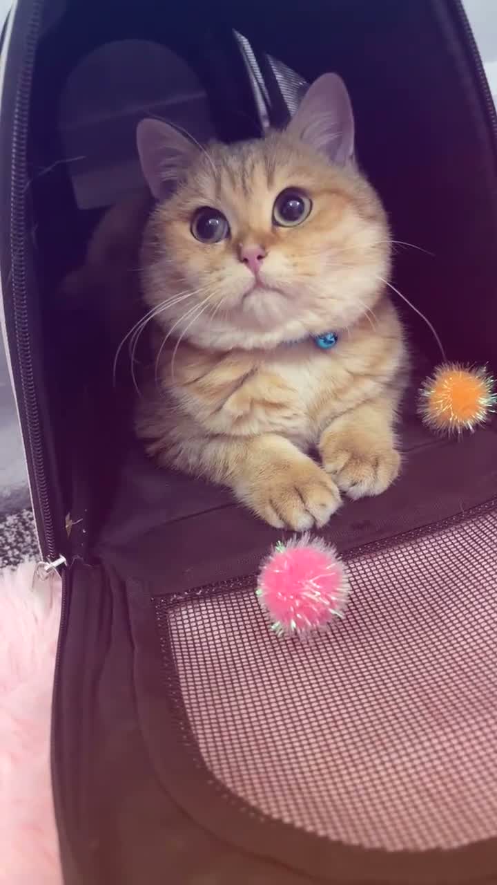 British Shorthair cats for sale: ✨🧡 MALE BRITISH SHORTHAIR 🧡✨ - Video 2