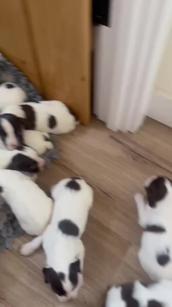 English Springer Spaniel dogs for sale: KC registered 2 L&W boy springer pups left - Video 1