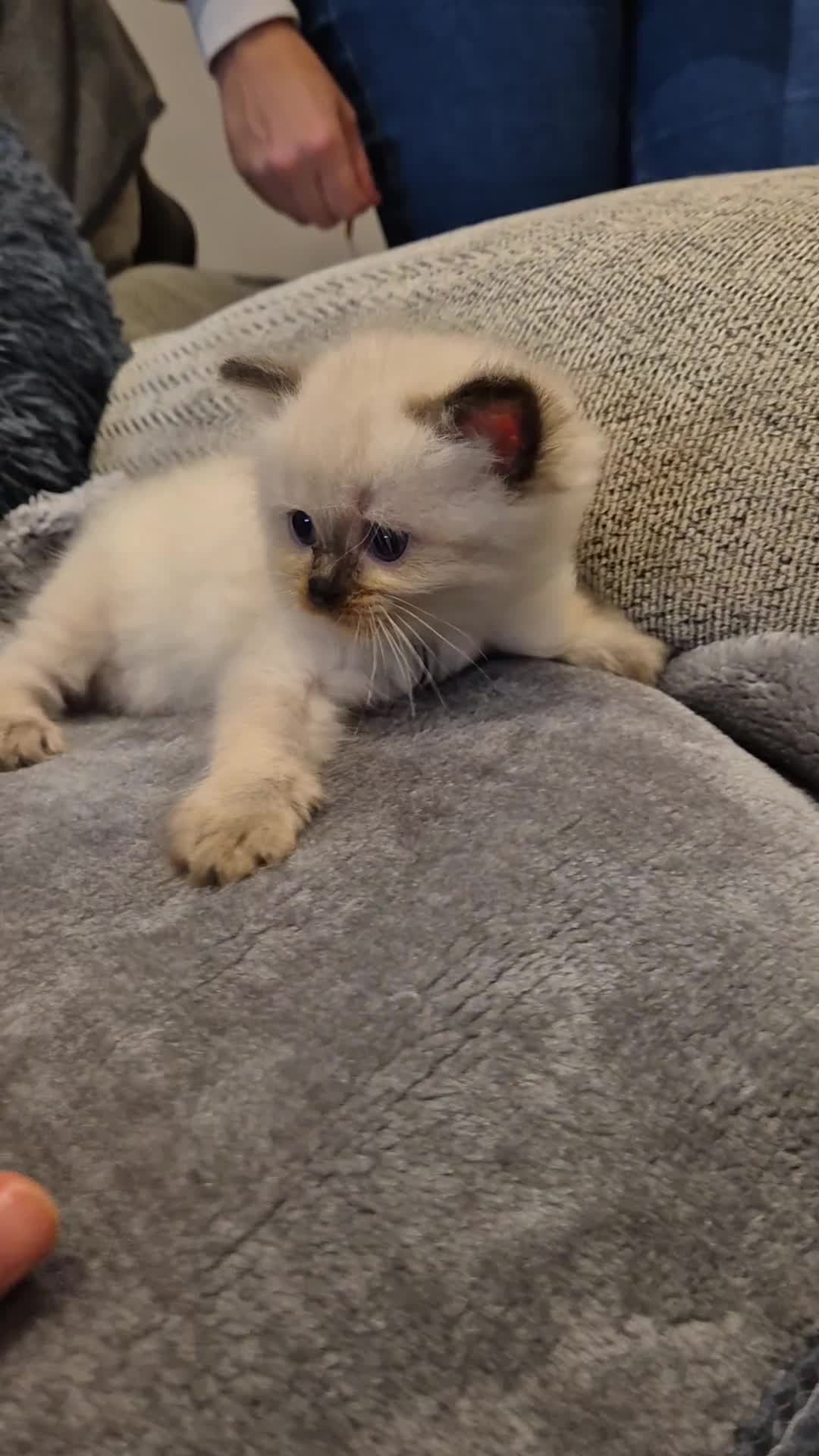 Ragdoll cats for sale: Last 2 female ragdoll kittens for sale - Video 1