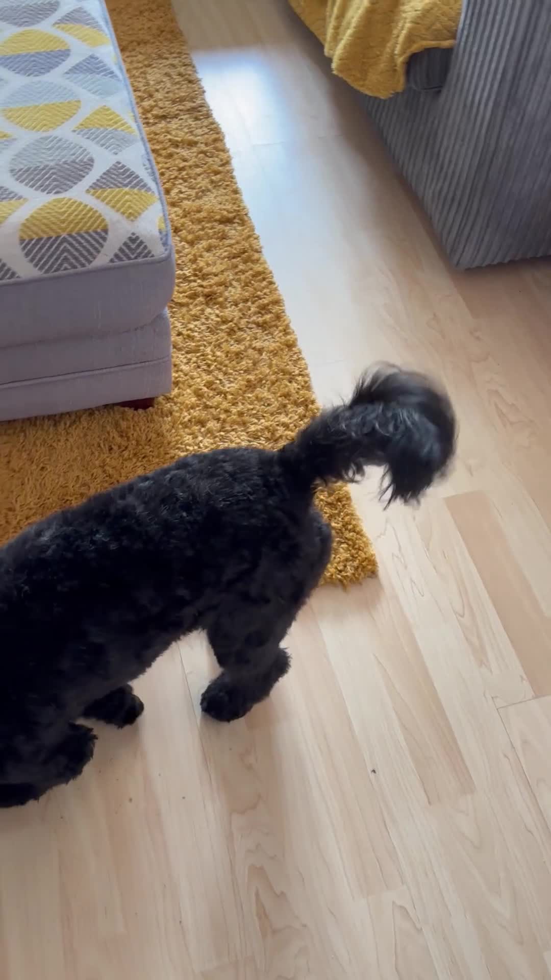 Cockapoo dogs for sale: Female Cookapoo for lovely family home - Video 1