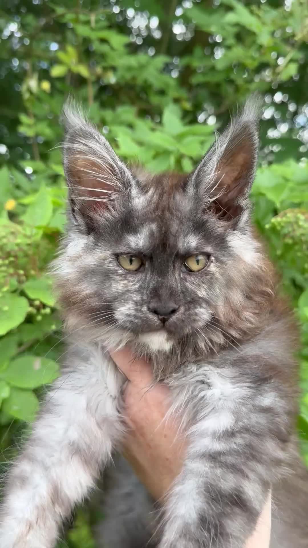 Maine Coon cats for sale: STUNNING BLACK SILVER TORTIE MAINE COON  - Video 1
