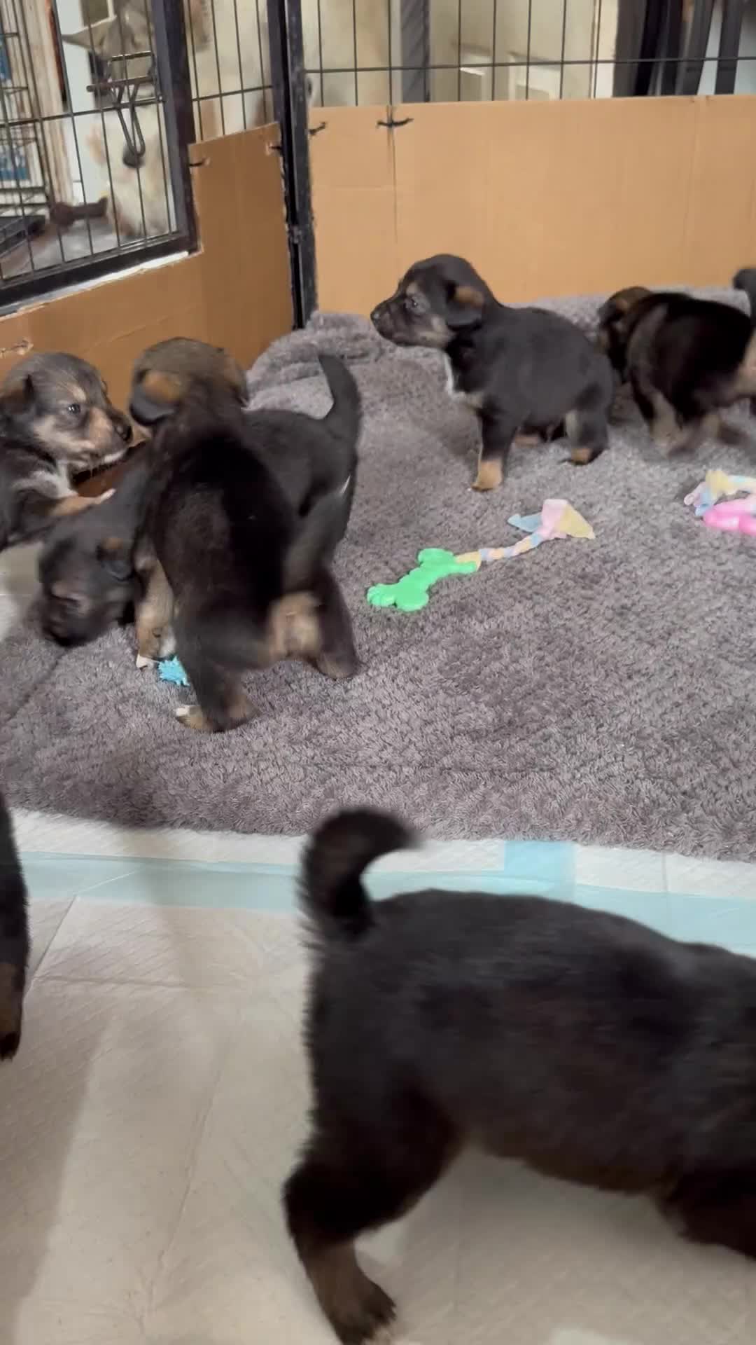 Mixed Breed dogs for sale: Sprollie x husky puppies  - Video 1