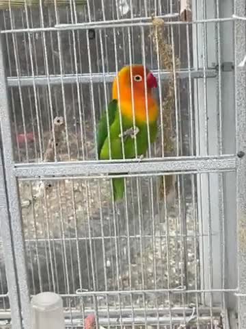 Lovebirds birds for sale: Lovebirds for sale  - Video 2