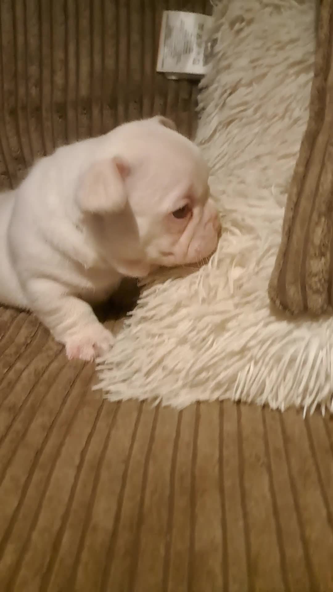 French Bulldog dogs for sale: One pink male french bulldog left  - Video 3