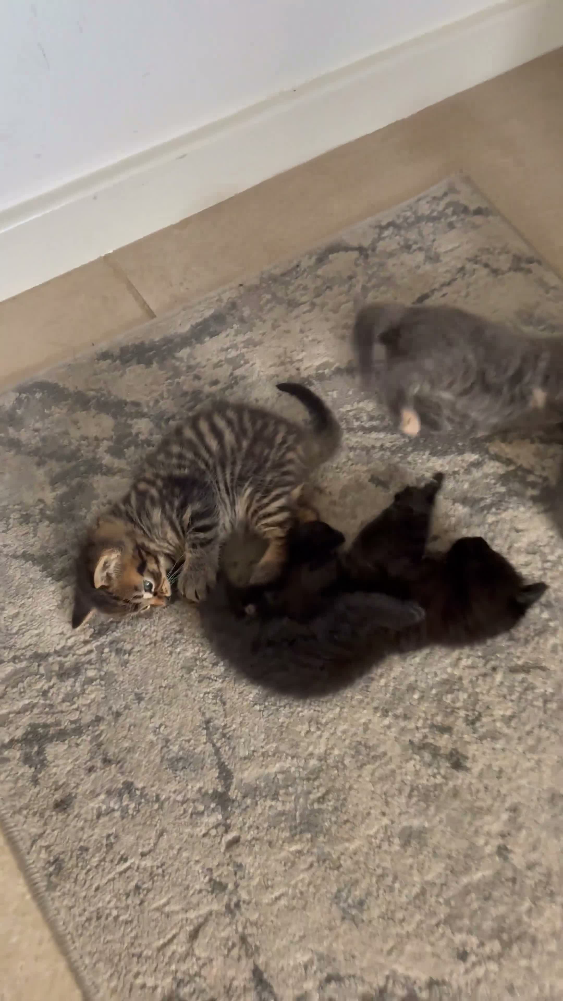 British Shorthair cats for sale: Two female and two male kittens  - Video 3