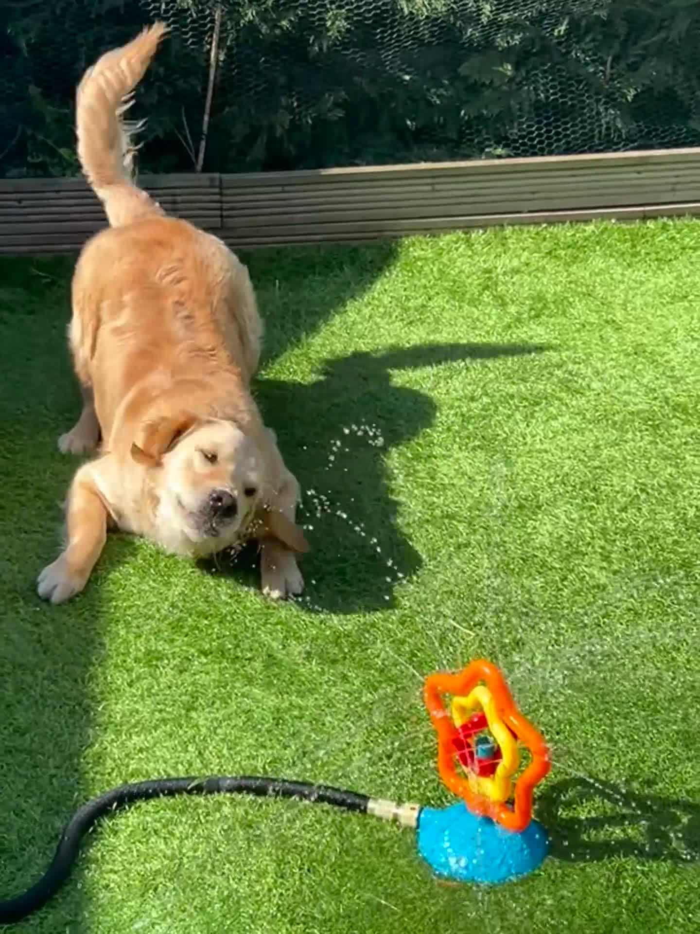 Golden Retriever dogs for sale: 8 month old golden retriever  in Oldham - Video 1