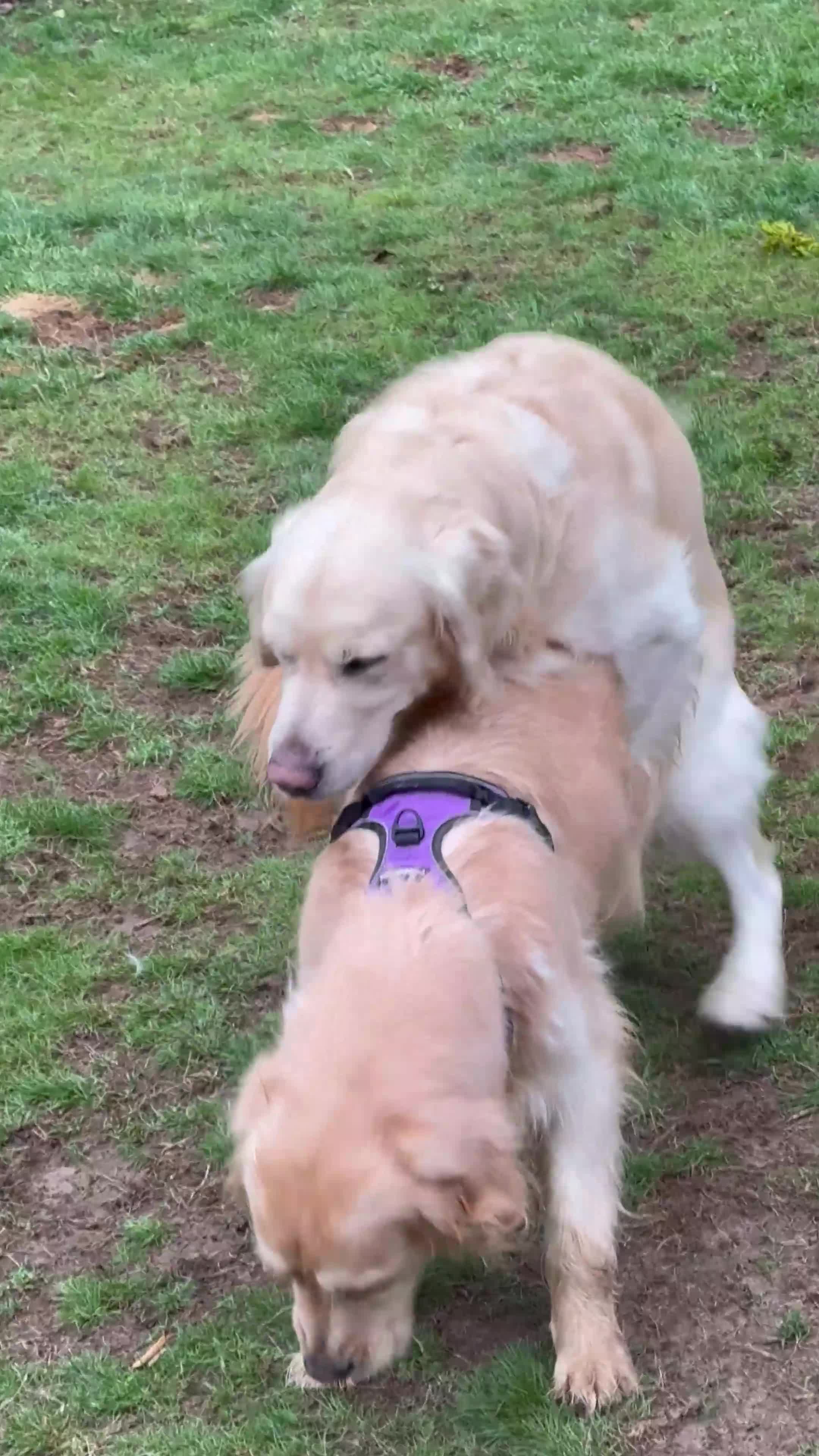 Golden Retriever dogs for sale: Chunky Golden Retriver pups with cream coats - Video 1