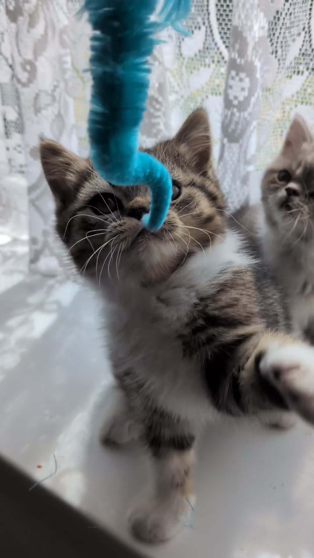 Exotic cats for sale: Beautiful exotic kittens - ready now  - Video 1
