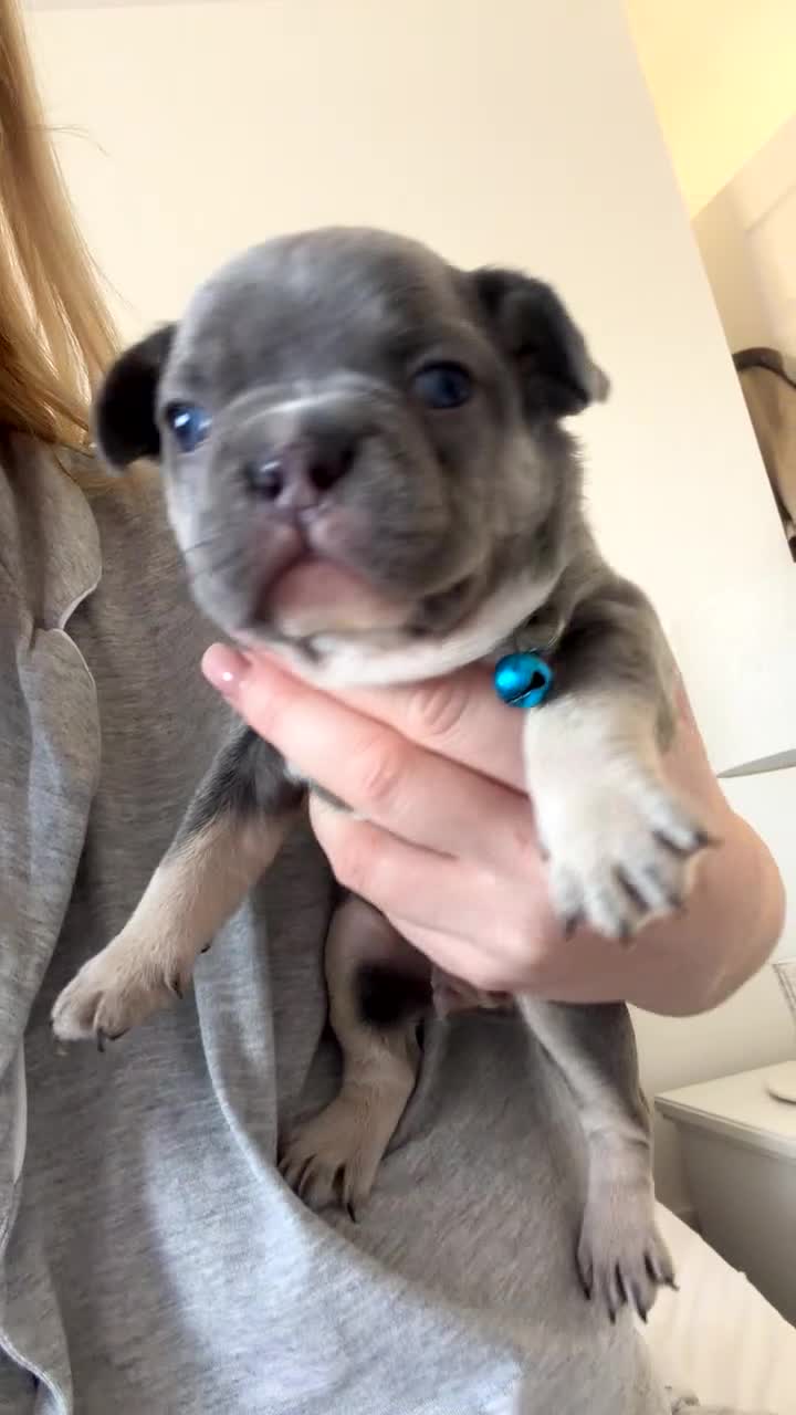 French Bulldog dogs for sale: Family raised French Bulldog puppies - Video 1