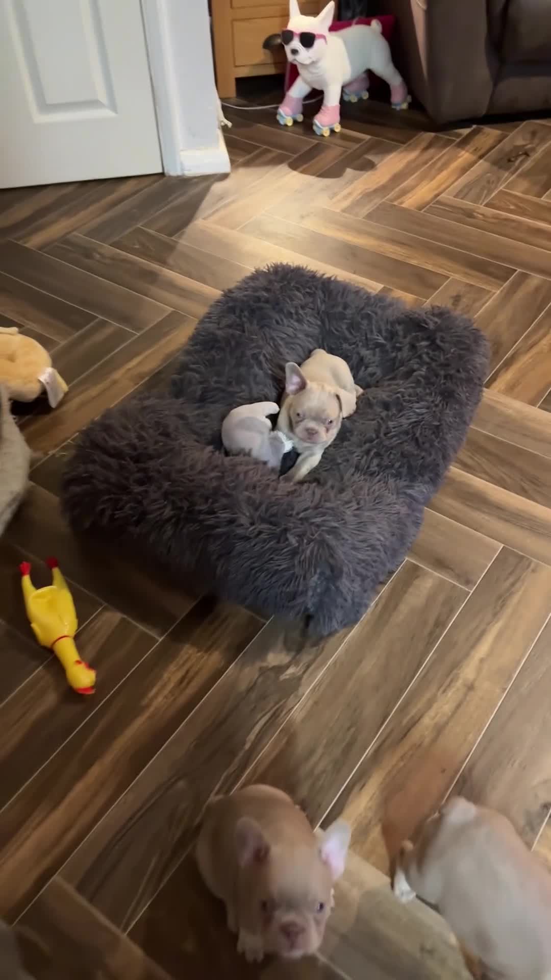 French Bulldog dogs for sale: READY LAST BLUE GIRL LEFT  - Video 3