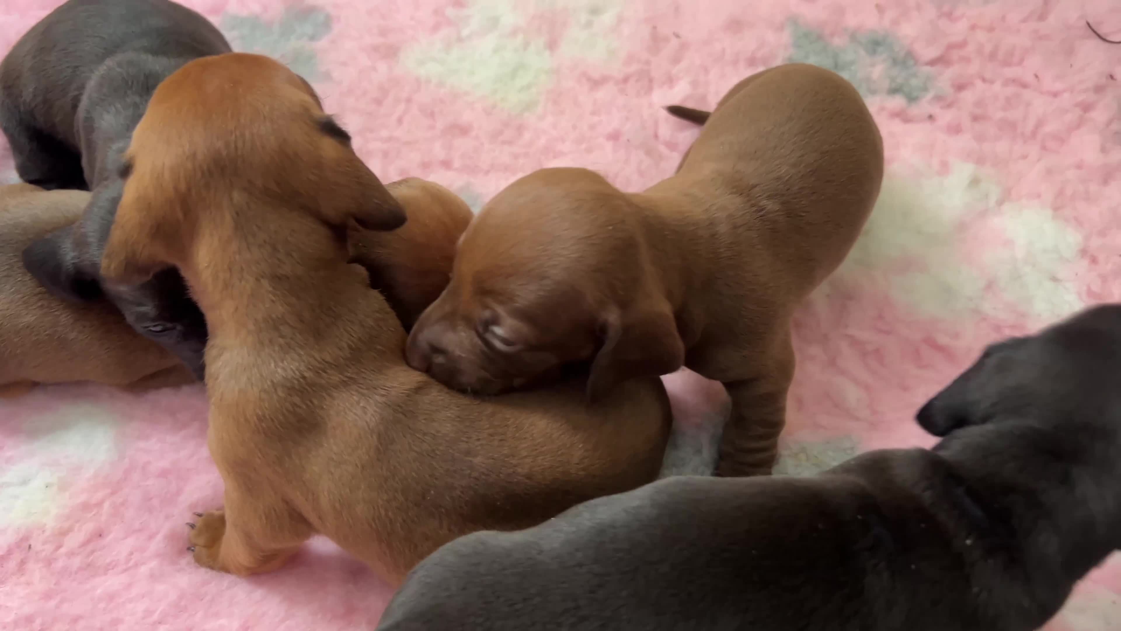 Dachshund dogs for sale: Miniature Dachshund Puppies  - Video 1