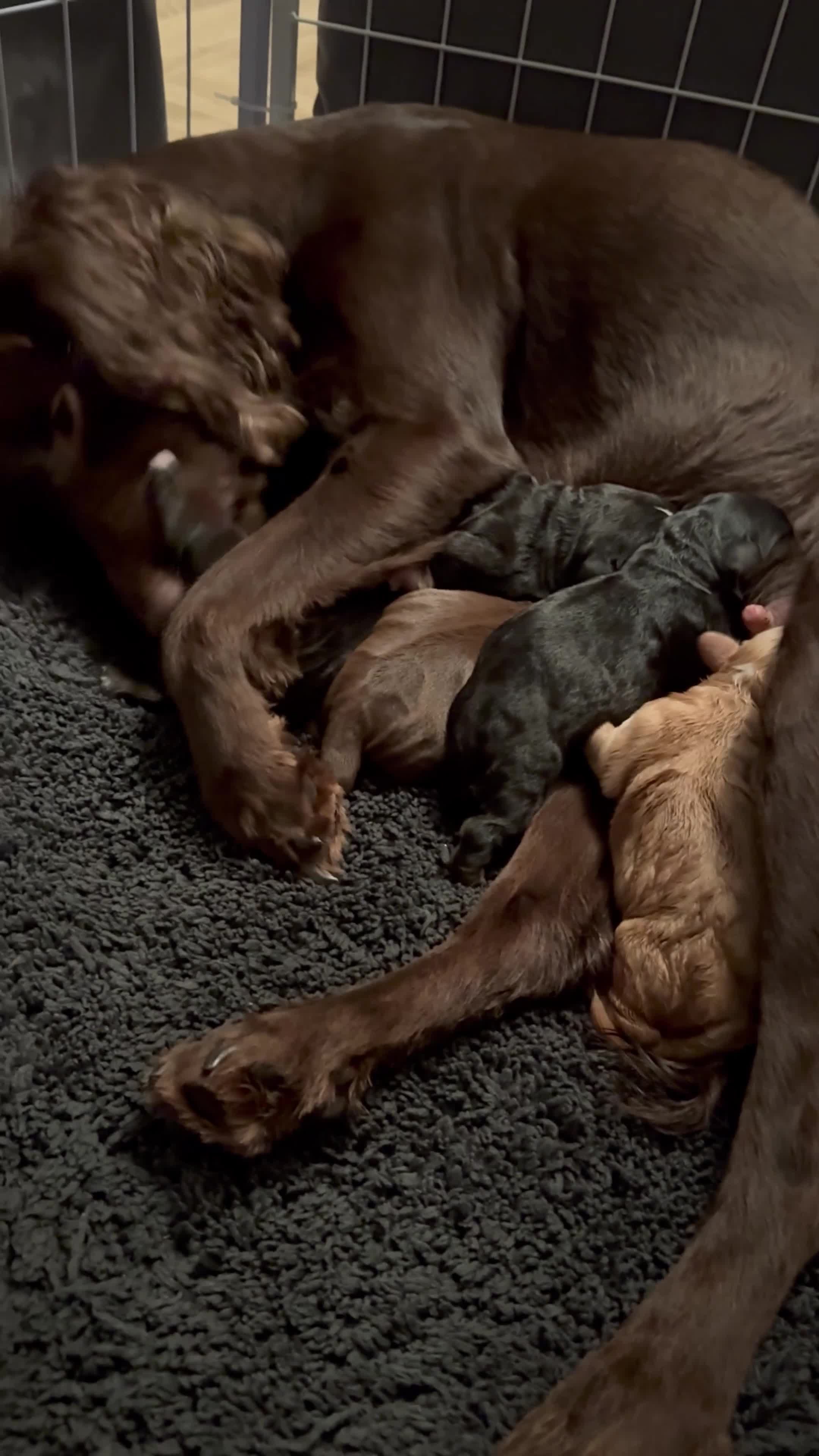 Mixed Breed dogs for sale: Chihuahua x  - Video 1