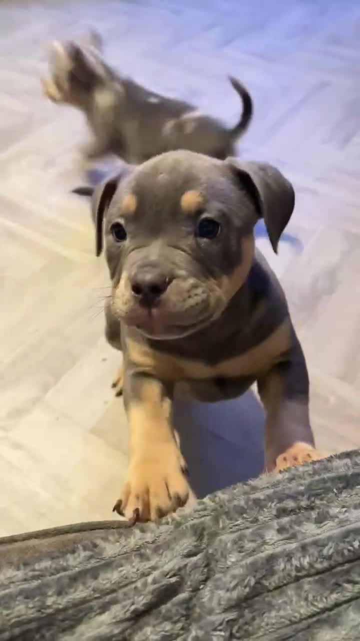 American Bully dogs for sale: Pocket bully pups  - Video 3