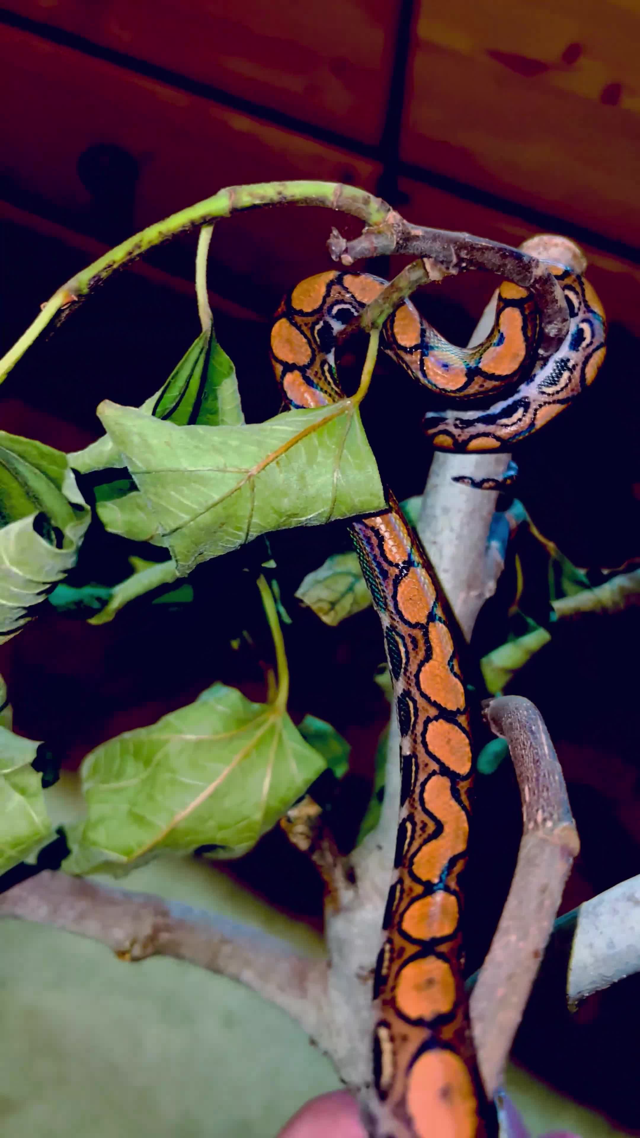 Boa Snake reptiles for sale: Brazilian Rainbow Boa - Video 4