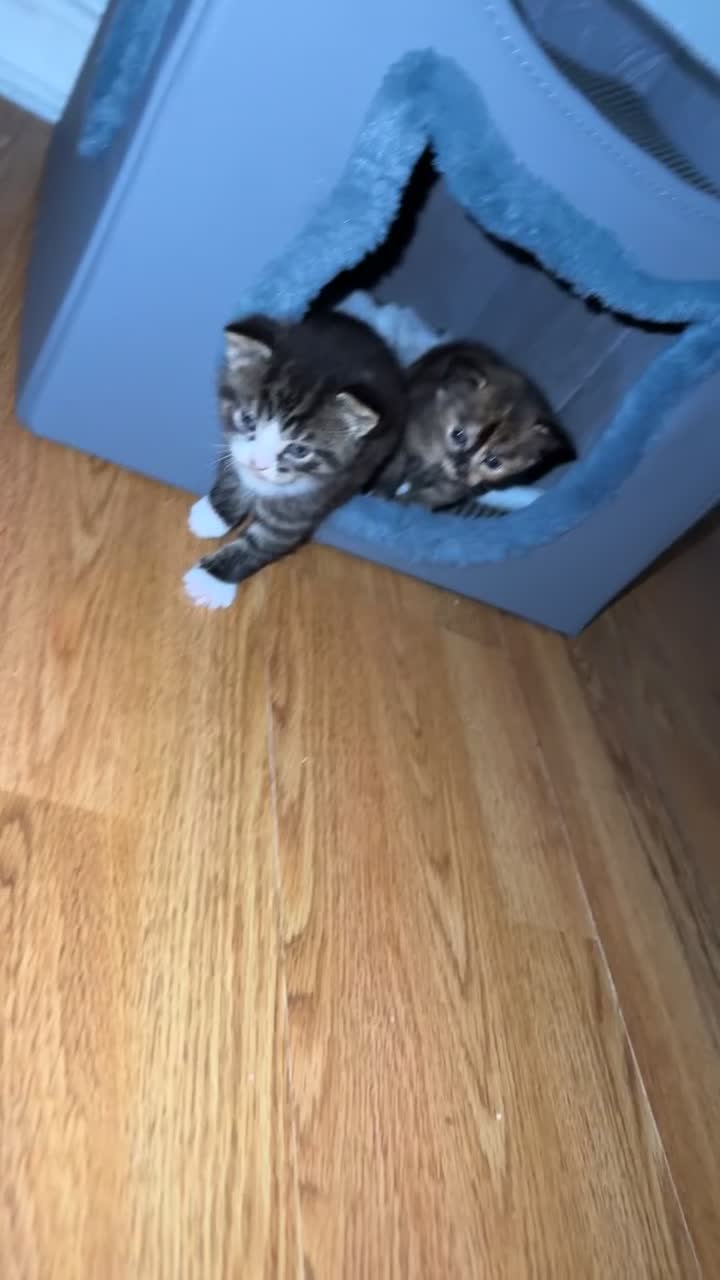 British Longhair cats for sale: Boy kitten in Crawley - Video 1