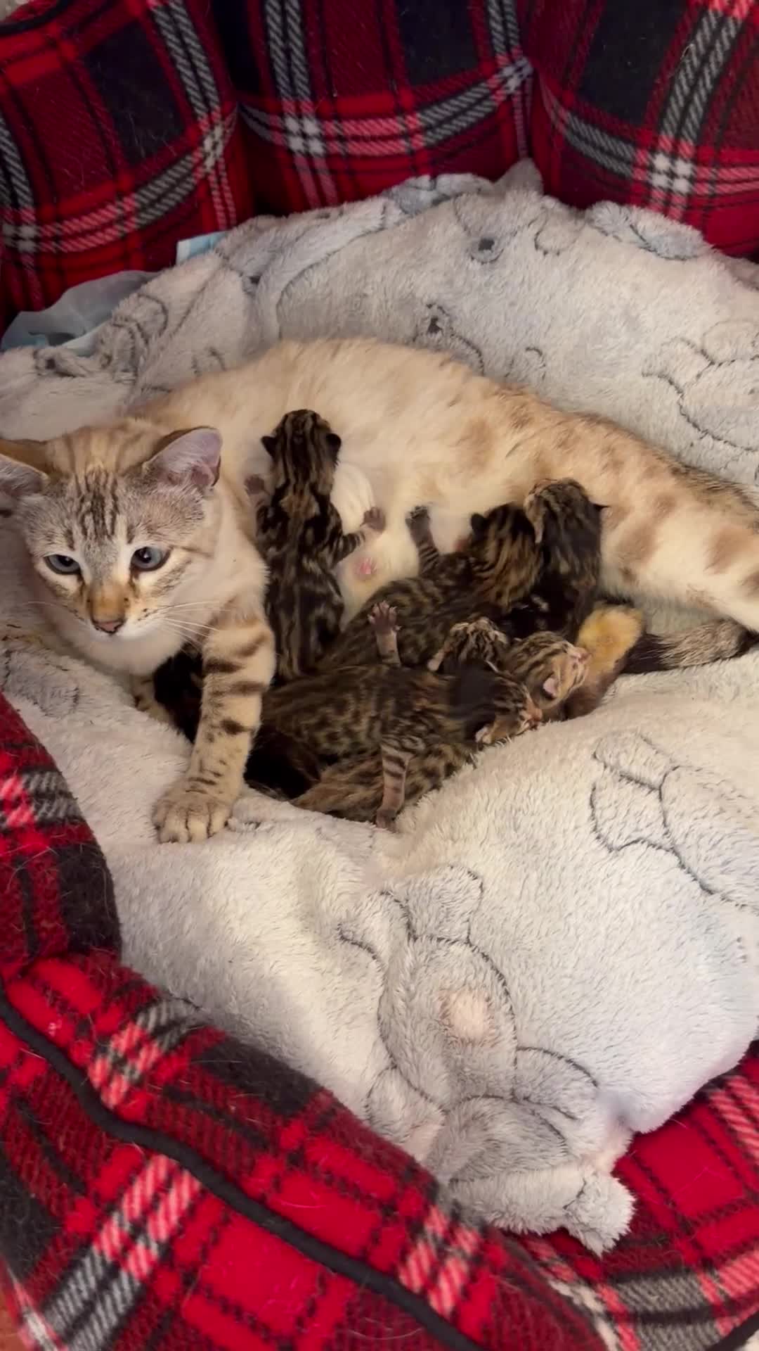 Bengal cats for sale: Bengal kittens Mum is Tica registered  - Video 1