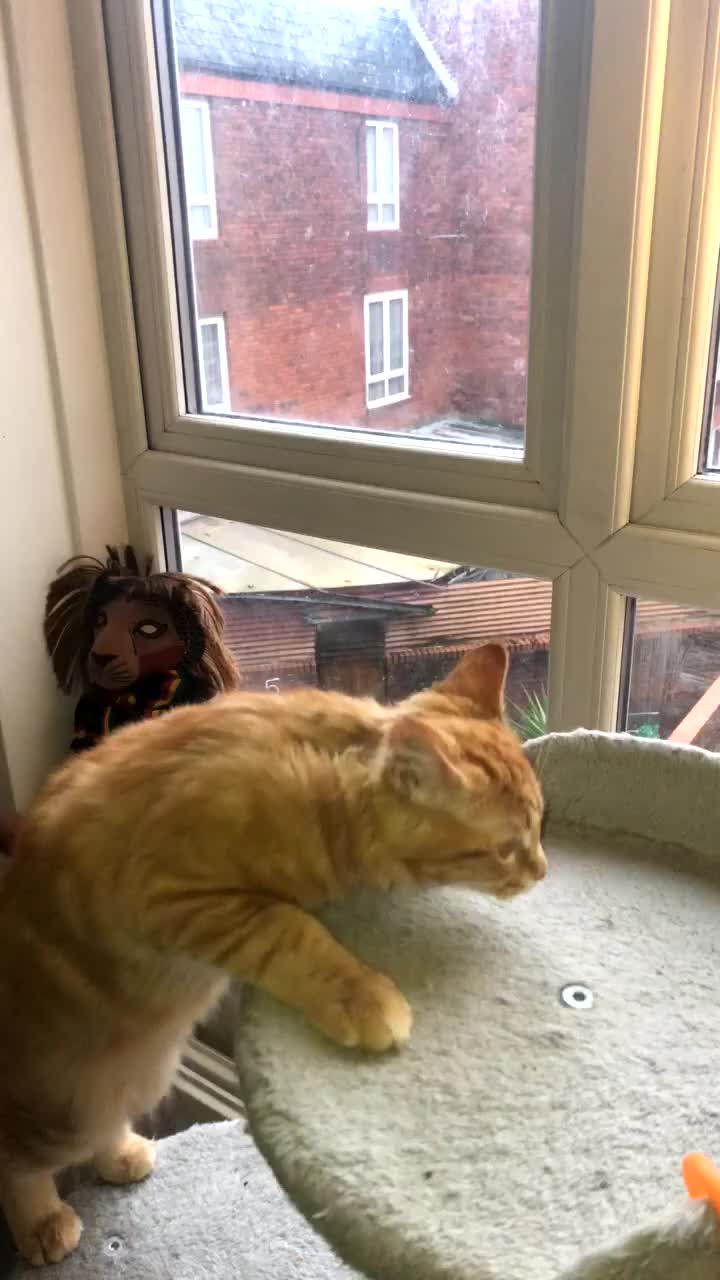 Maine Coon cats for sale: Maine coon cat  in London - Video 2