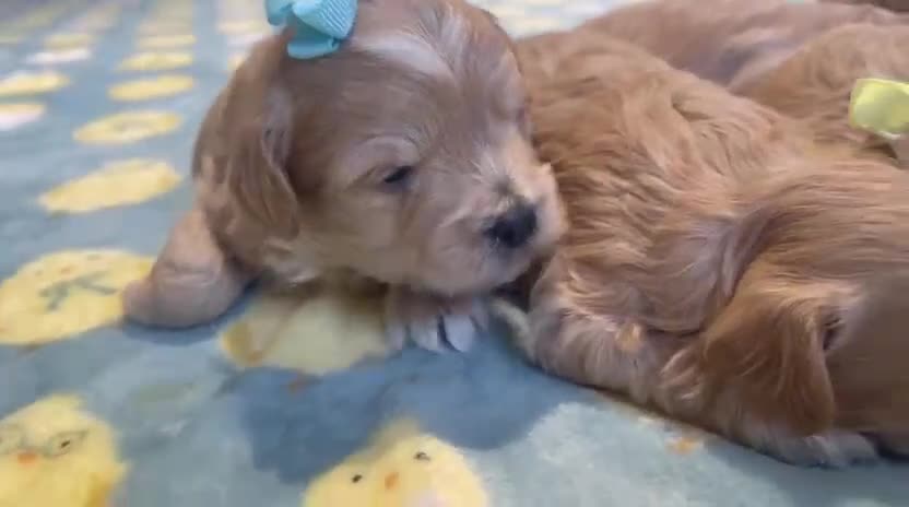 Maltipoo dogs for sale: F1 Maltipoo - Video 1