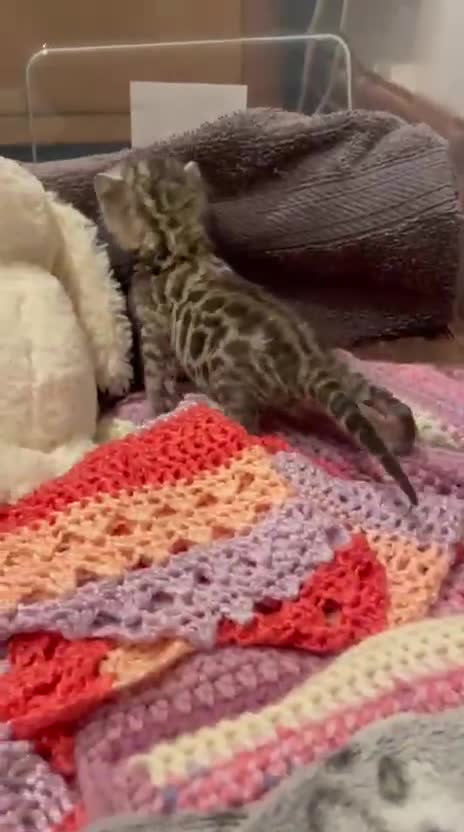 Bengal cats for sale: TICA registered Bengal girls. - Video 2