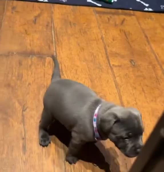 Staffordshire Bull Terrier dogs for sale: Gorgeous Blue&Black Pedigree Staffy’s Puppies  - Video 1