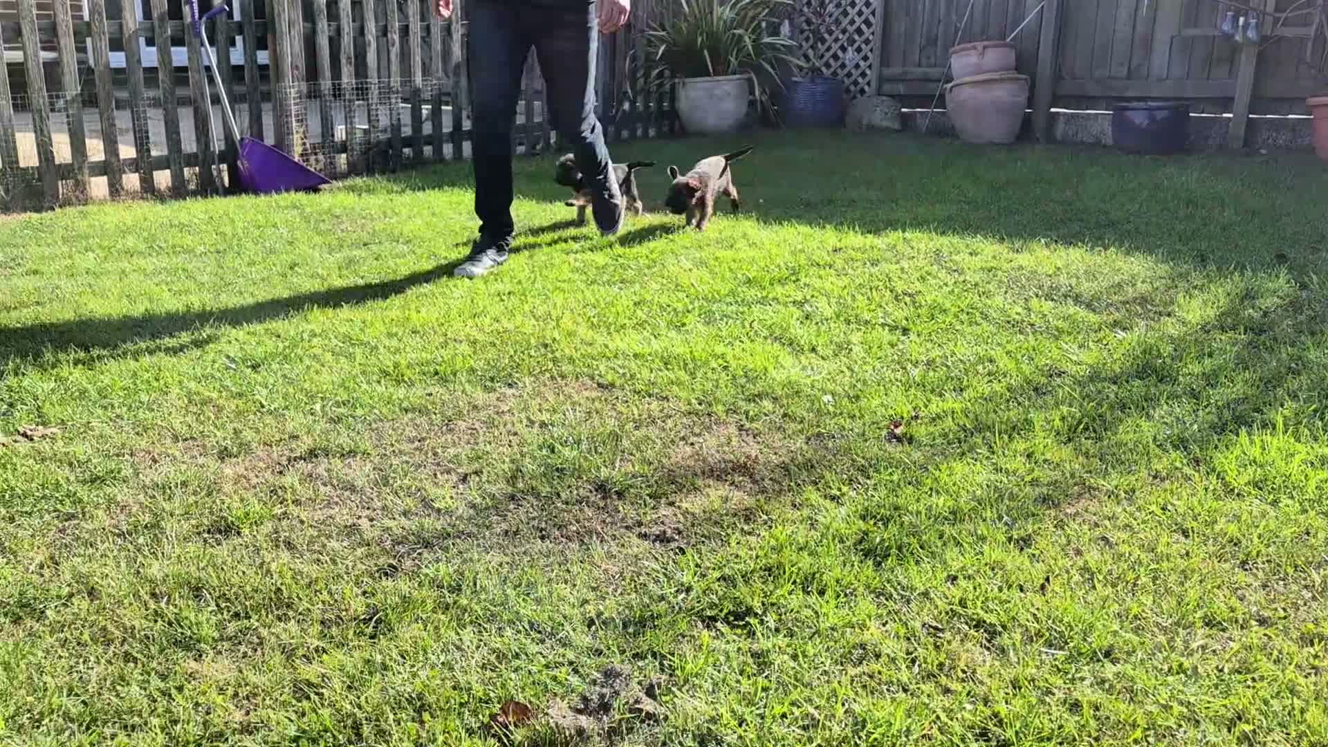 Border Terrier dogs for sale: SLEM CLEAR and KC REGISTERED  - Video 2