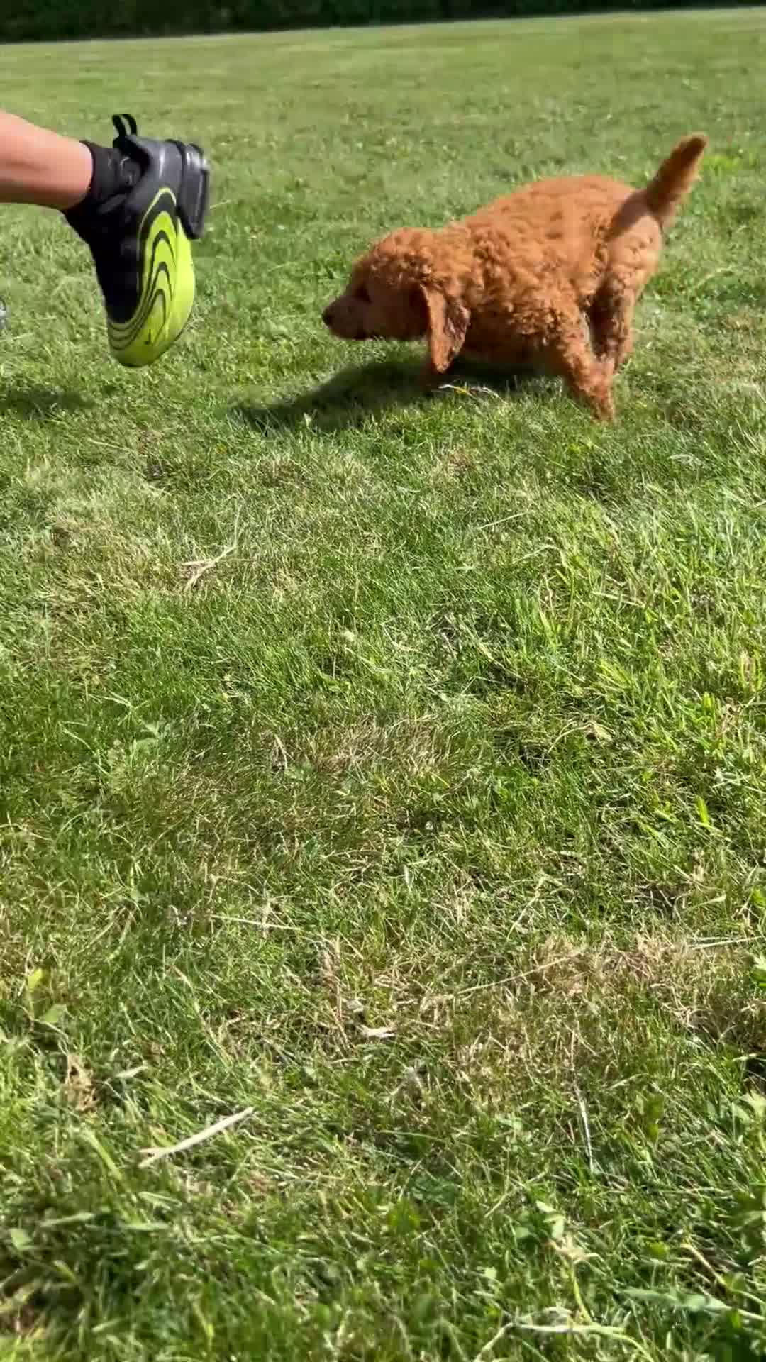 Labradoodle dogs for sale: Ready F1b labradoodle curl red health test parent  - Video 1