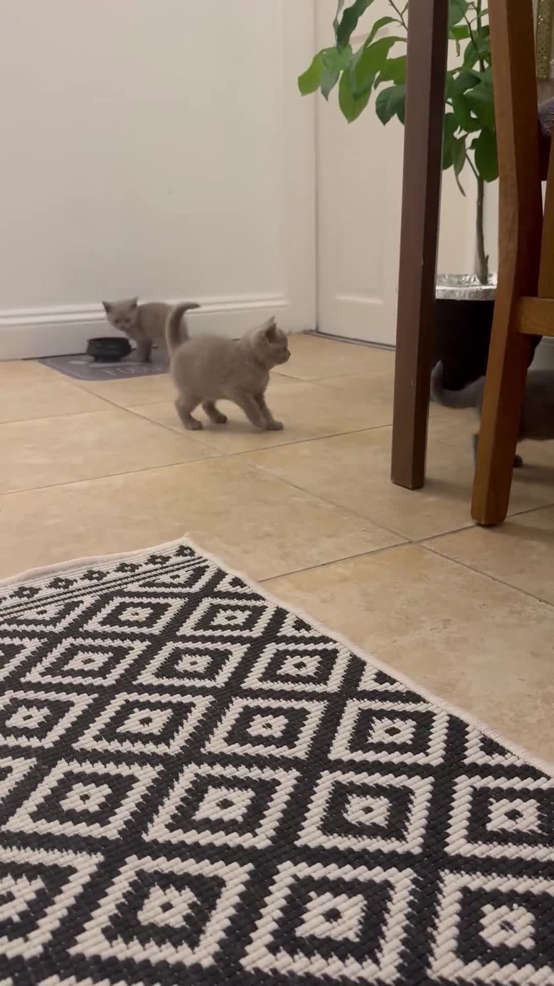 British Shorthair cats for sale:  ❤️Adorable British Shorthair Kittens❤️ - Video 2