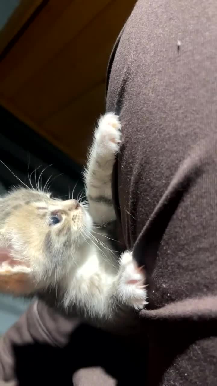 Domestic Shorthair cats for sale: Kittens ready to go!! - Video 2